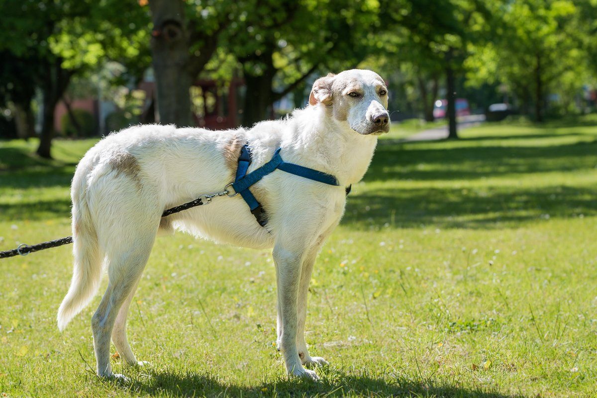 fotogebell.de, Fellnasenfotohilfe, Carsten Pöhler, Hundefotograf, Hundefotografie, Münster