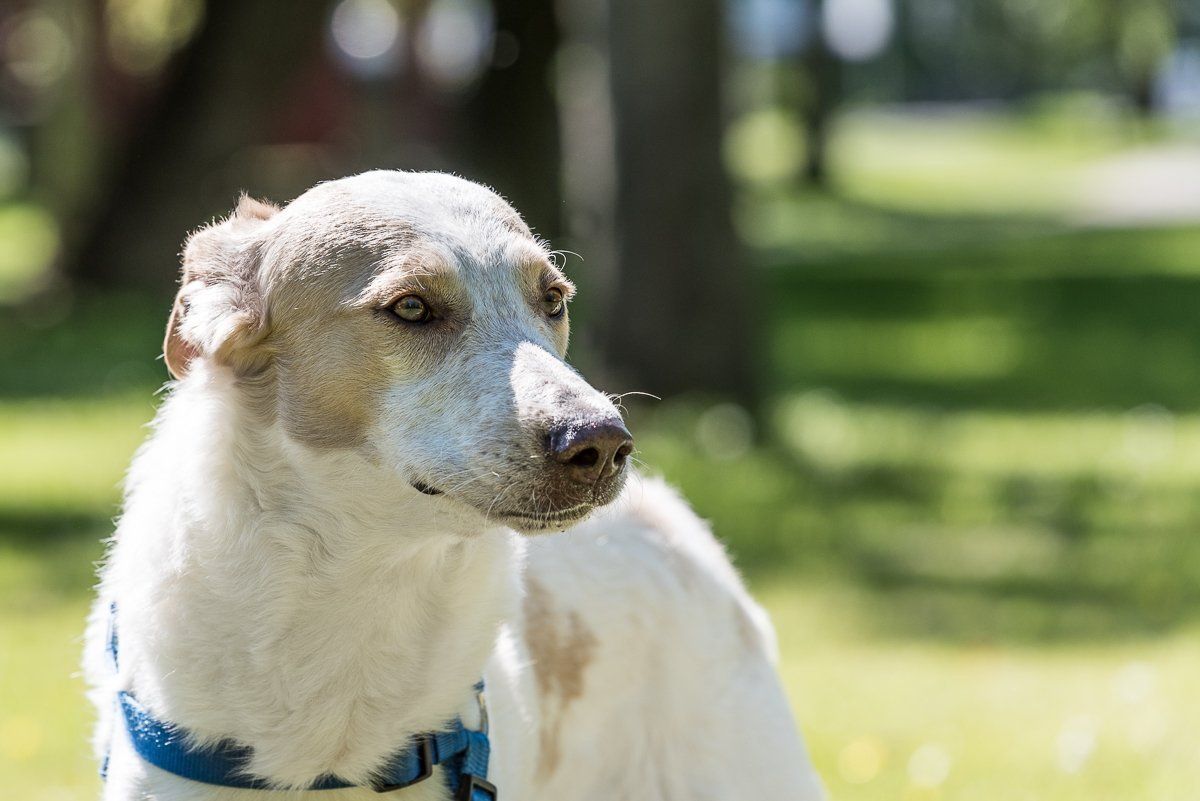fotogebell.de, Fellnasenfotohilfe, Carsten Pöhler, Hundefotograf, Hundefotografie, Münster
