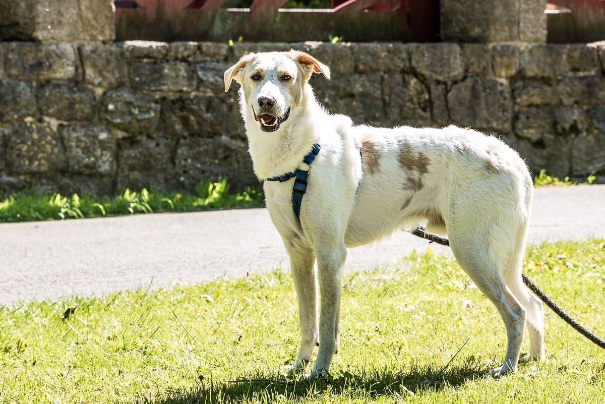 fotogebell.de, Fellnasenfotohilfe, Carsten Pöhler, Hundefotograf, Hundefotografie, Münster