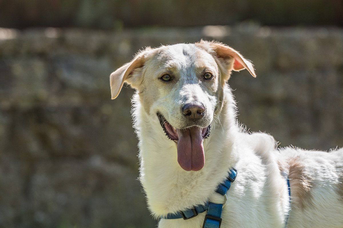 fotogebell.de, Carsten Pöhler, Hundefotograf, Hundefotografie, Münster