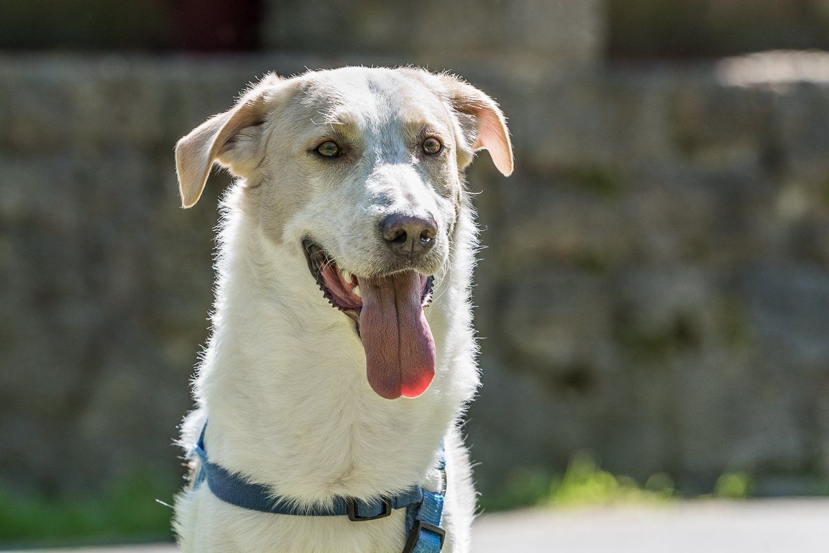 fotogebell.de, Fellnasenfotohilfe, Carsten Pöhler, Hundefotograf, Hundefotografie, Münster