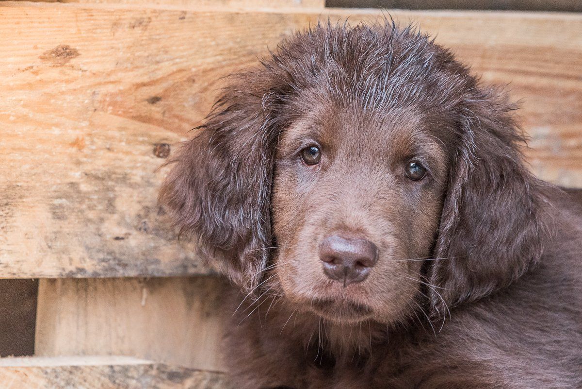 Bruno, Welpe, Flatcoated Retriever, fotogebell.de, Hundefotografie, Hundefotograf, Carsten Pöhler