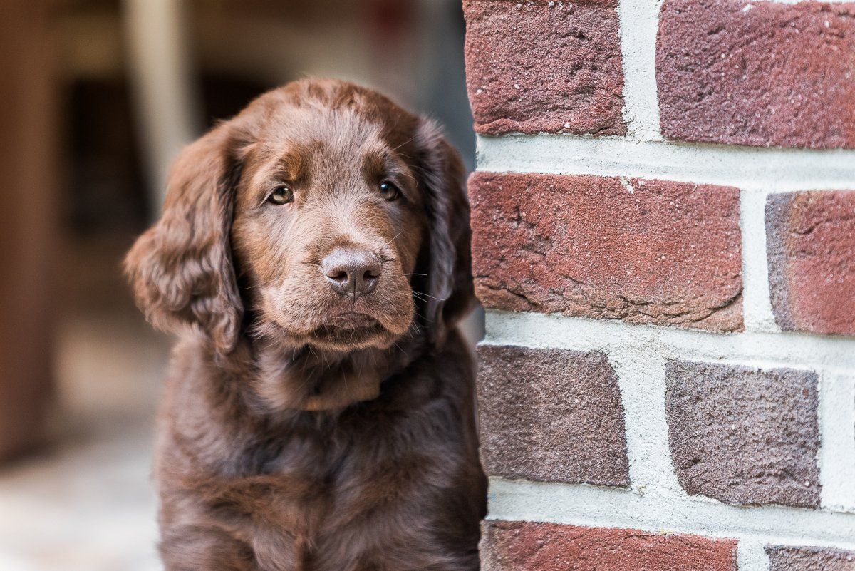 Bruno, Welpe, Flatcoated Retriever, fotogebell.de, Hundefotografie, Hundefotograf, Carsten Pöhler