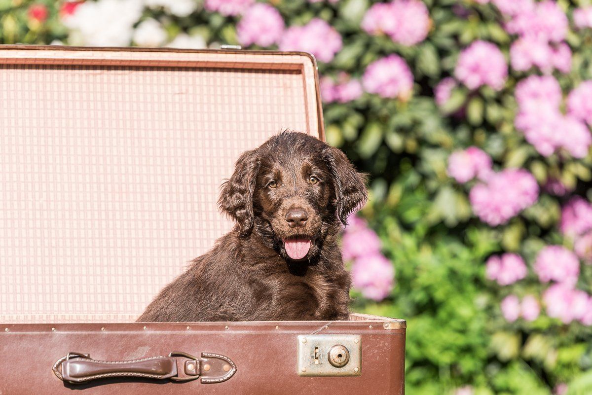 Bruno, Hundefotografie, Welpe, Flatcoated Retriever, fotogebell.de, Carsten Pöhler