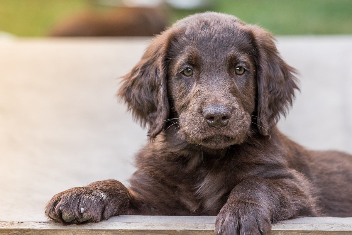 Bruno, Welpe, Flatcoated Retriever, fotogebell.de, Hundefotografie, Hundefotograf, Carsten Pöhler