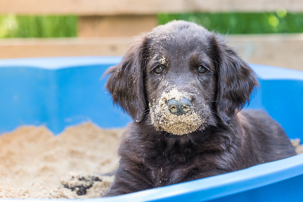Bruno, Welpe, Flatcoated Retriever, fotogebell.de, Hundefotografie, Hundefotograf, Carsten Pöhler