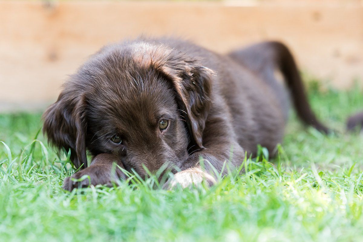 Bruno, Welpe, Flatcoated Retriever, fotogebell.de, Hundefotografie, Hundefotograf, Carsten Pöhler