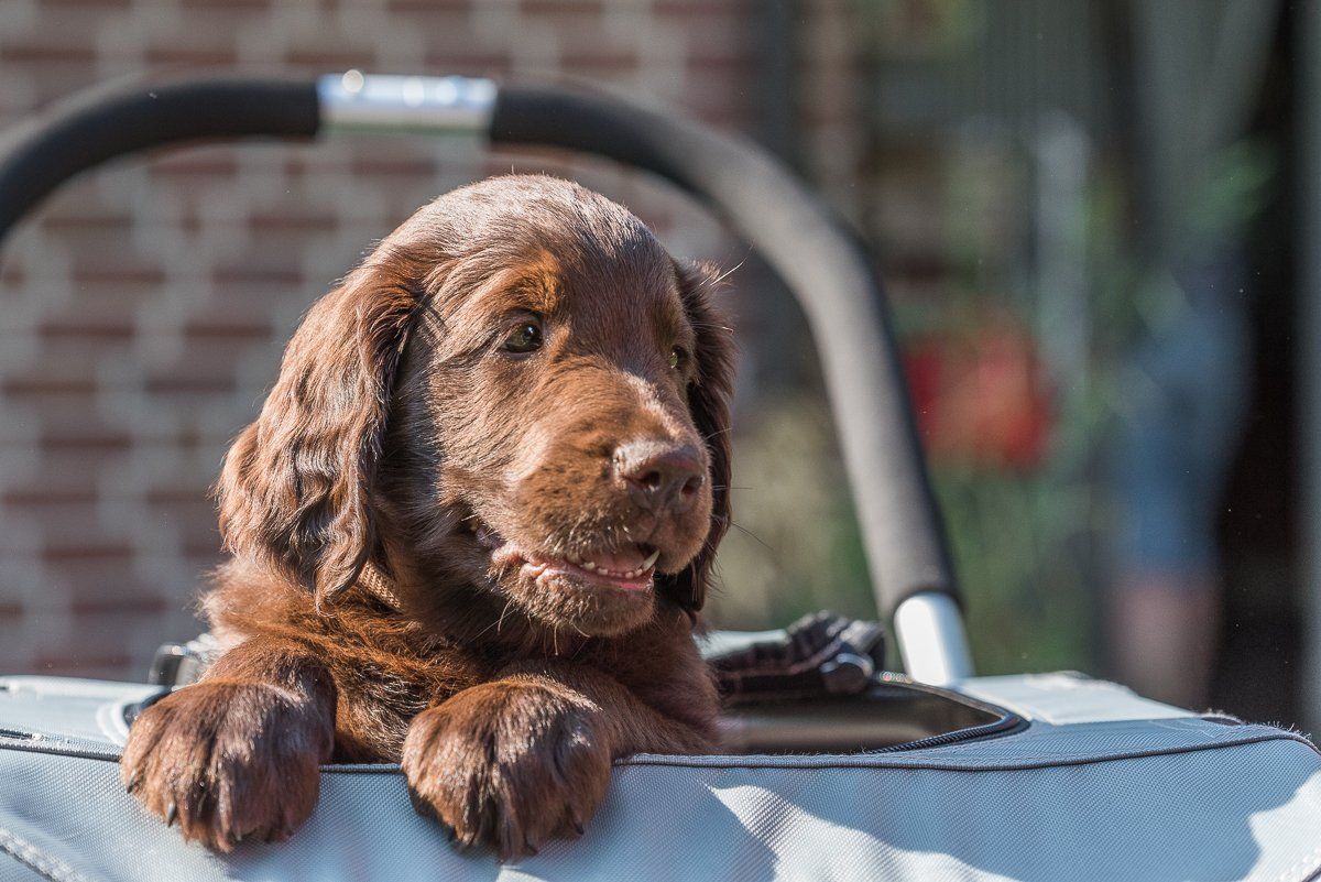 Bruno, Welpe, Flatcoated Retriever, Hundefotografie, fotogebell.de, Carsten Pöhler, Hundefotograf,