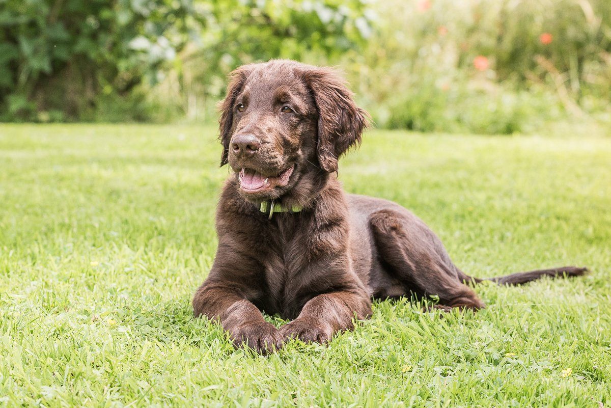 Bruno, Welpe, Flatcoated Retriever, fotogebell.de, Hundefotografie, Hundefotograf, Carsten Pöhler