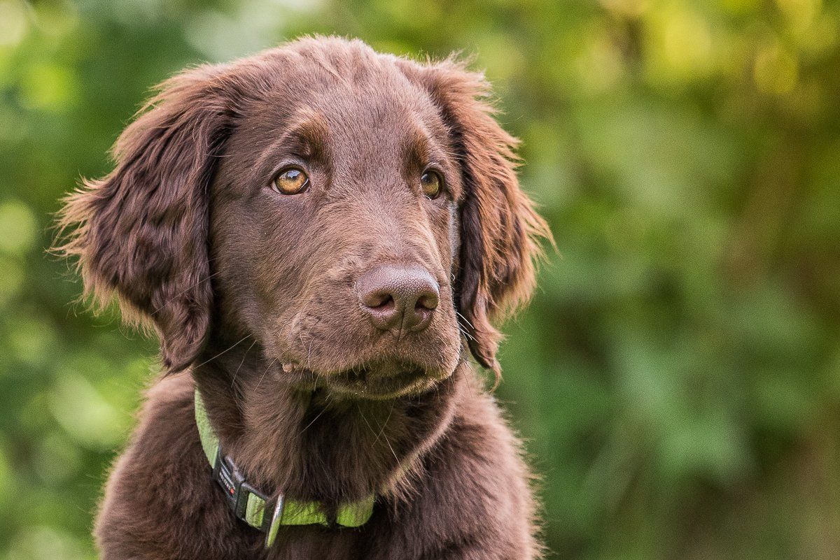 Bruno, Welpe, Flatcoated Retriever, fotogebell.de, Hundefotografie, Hundefotograf, Carsten Pöhler