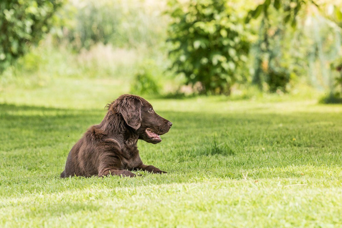 Bruno, Welpe, Flatcoated Retriever, fotogebell.de, Hundefotografie, Hundefotograf, Carsten Pöhler