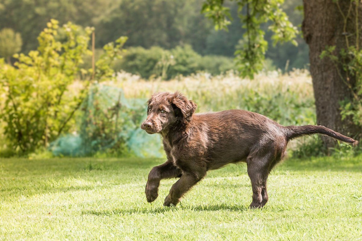 Bruno, Welpe, Flatcoated Retriever, fotogebell.de, Hundefotografie, Hundefotograf, Carsten Pöhler