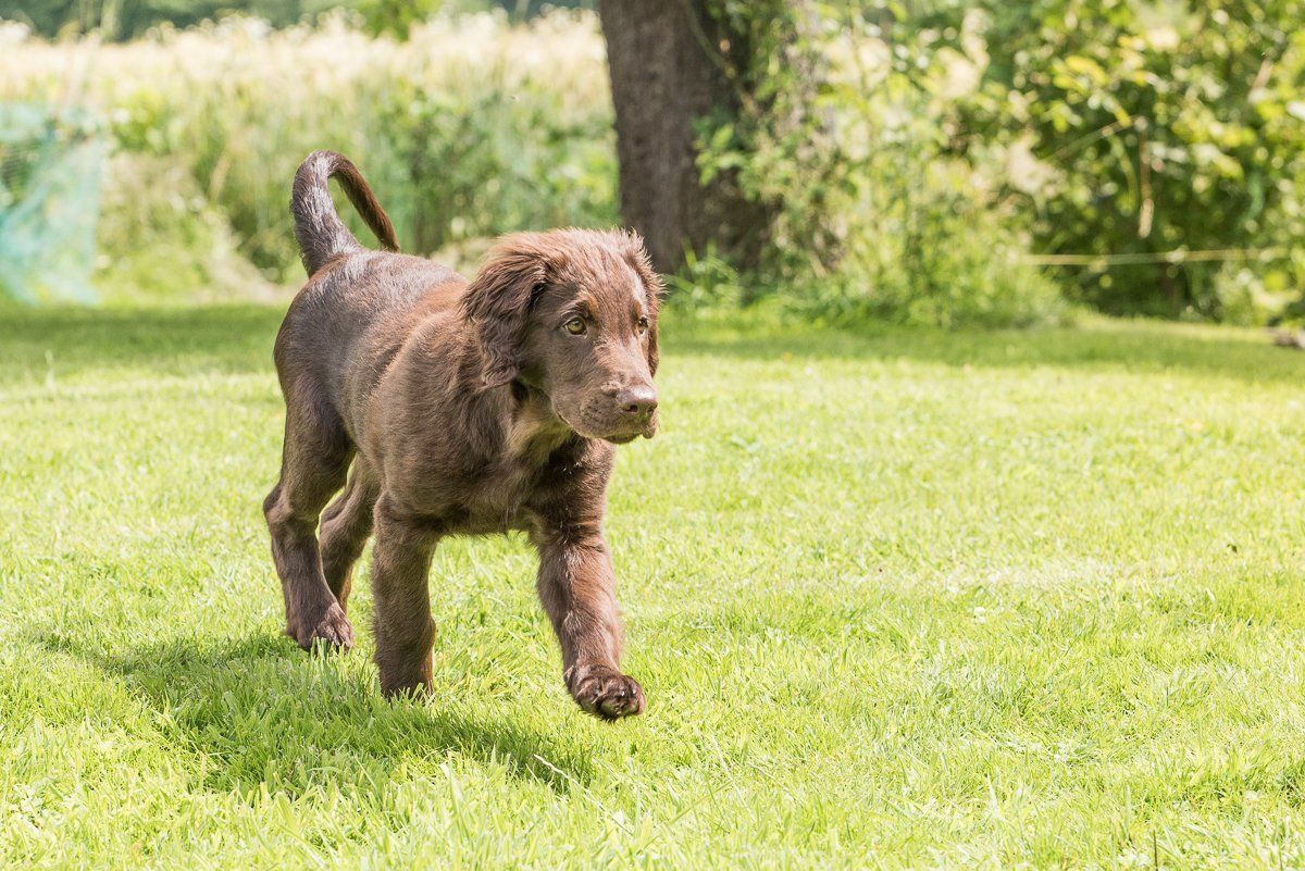 Bruno, Welpe, Flatcoated Retriever, fotogebell.de, Hundefotografie, Hundefotograf, Carsten Pöhler
