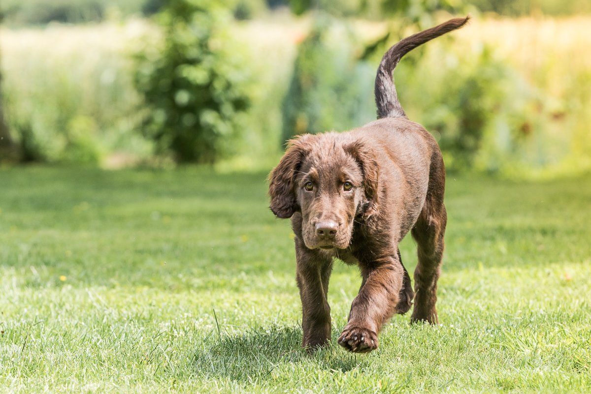 Bruno, Welpe, Flatcoated Retriever, fotogebell.de, Hundefotografie, Hundefotograf, Carsten Pöhler