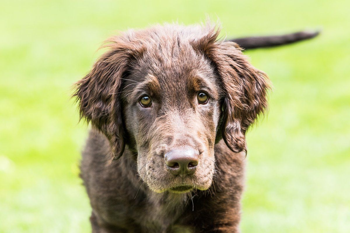 Bruno, Welpe, Flatcoated Retriever, fotogebell.de, Hundefotografie, Hundefotograf, Carsten Pöhler
