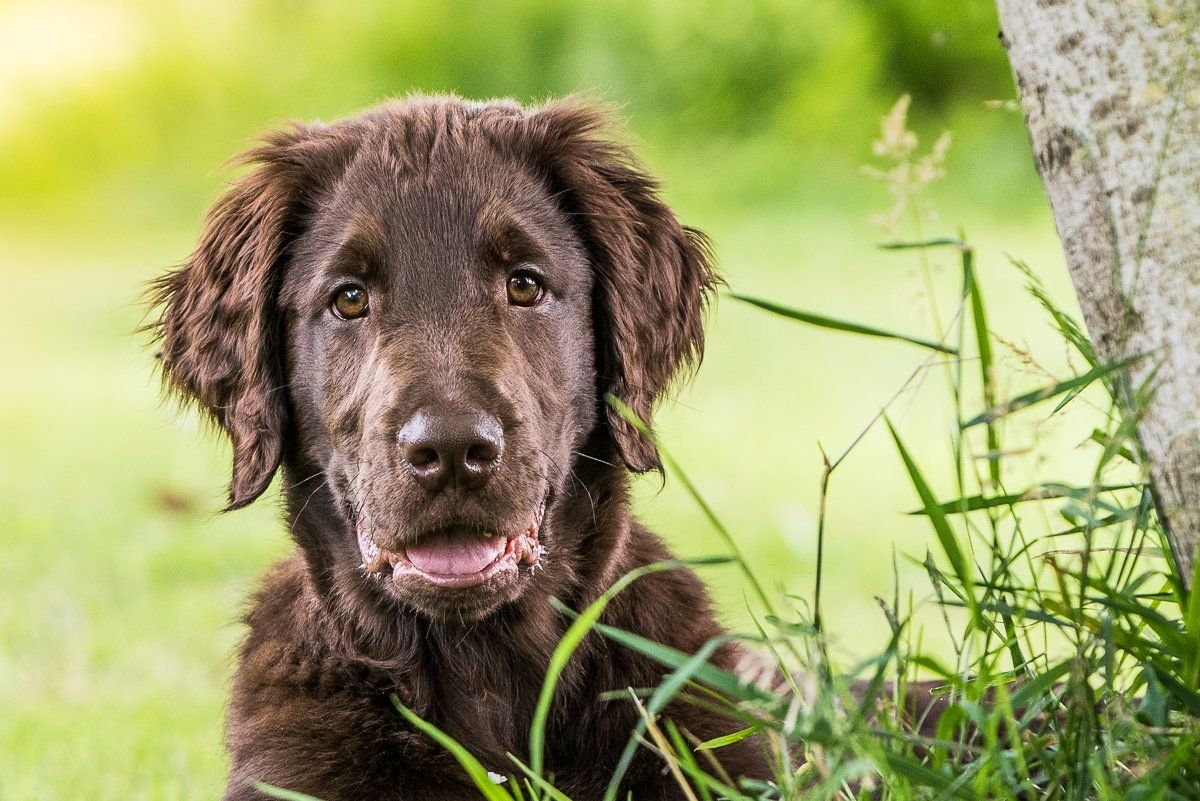 Hundefotografie, fotogebell.com, Carsten Pöhler, Hundefotograf, Bruno, Flatcoated Retriever