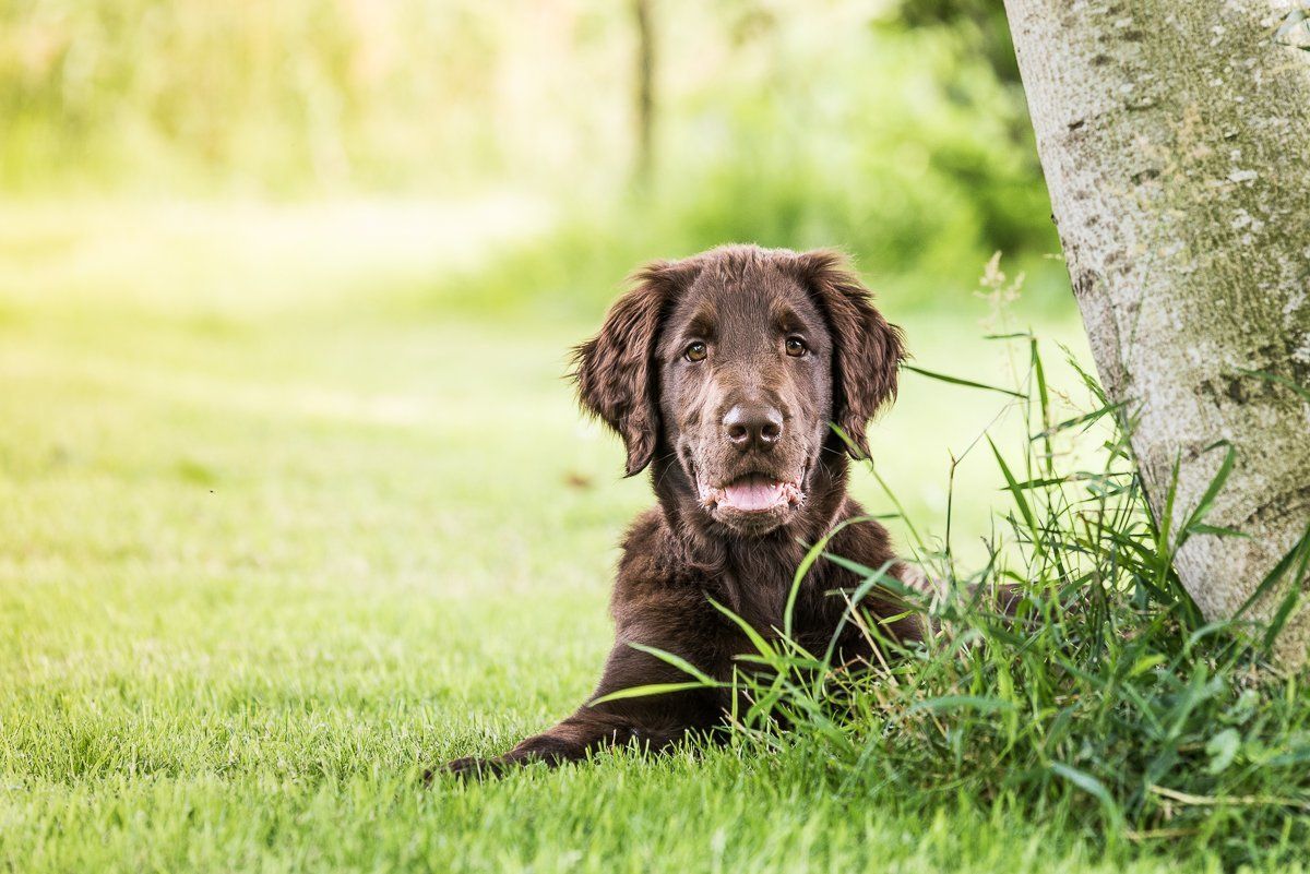 Bruno, Welpe, Flatcoated Retriever, fotogebell.de, Hundefotografie, Hundefotograf, Carsten Pöhler