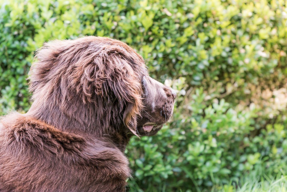 Bruno, Welpe, Flatcoated Retriever, fotogebell.de, Hundefotografie, Hundefotograf, Carsten Pöhler
