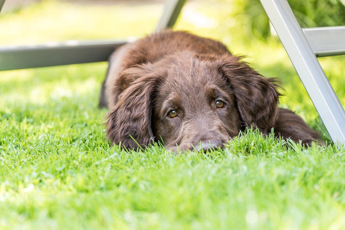 Bruno, Welpe, Flatcoated Retriever, fotogebell.de, Hundefotografie, Hundefotograf, Carsten Pöhler