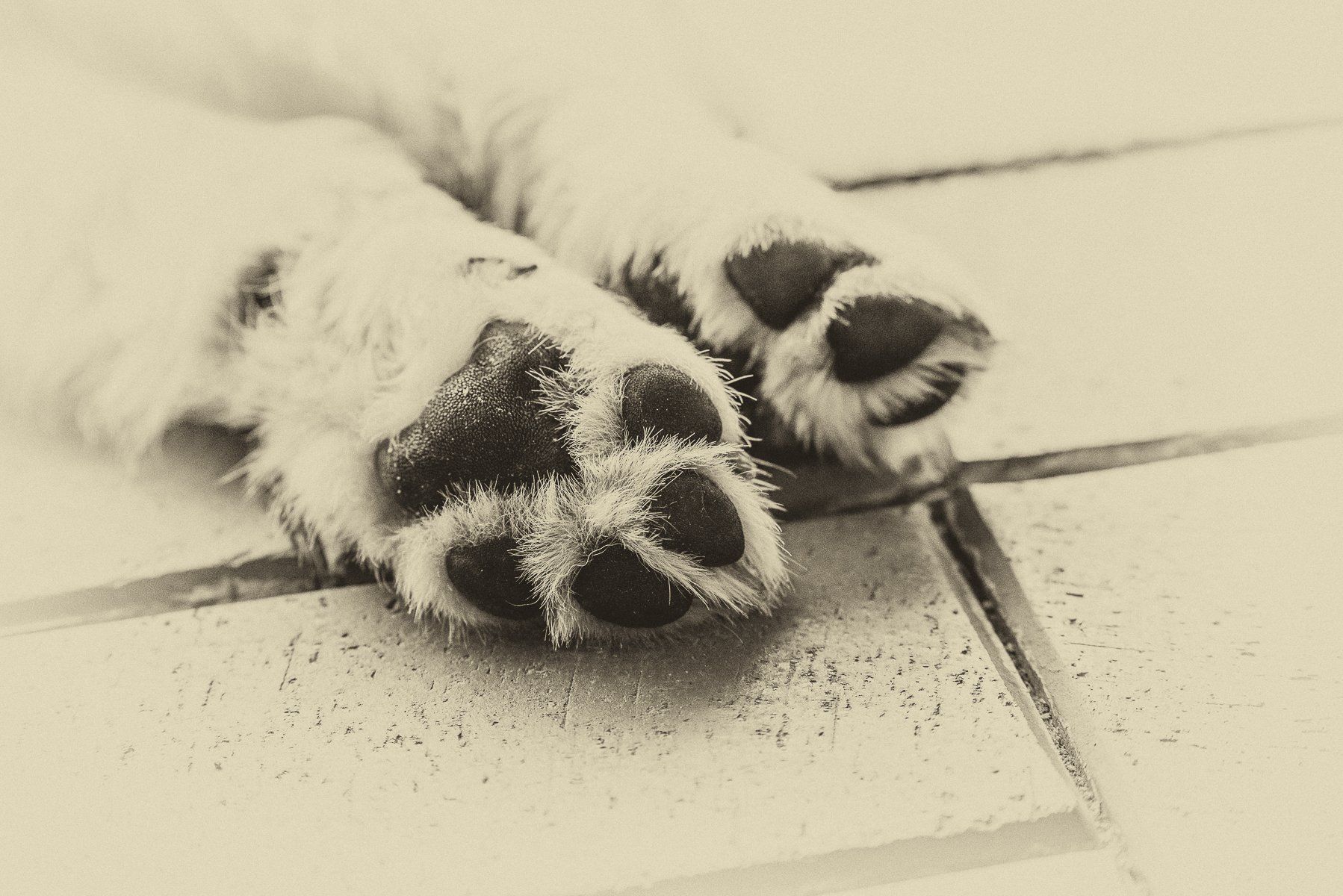 fotogebell.de, Carsten Pöhler, Hundefotografie, Hundefotograf, Golden Retriever, Welpe, Fotografie Münster