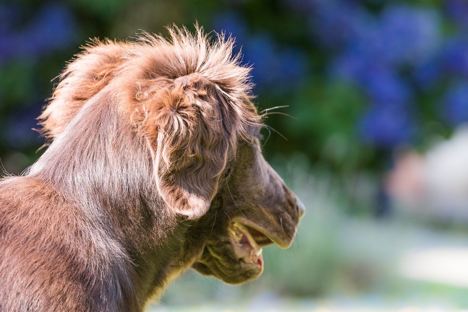 fotogebell.de, Carsten Pöhler, Hundefotografie, Hundefotograf, Flatcoated Retriever, Welpe, Fotografie Münster