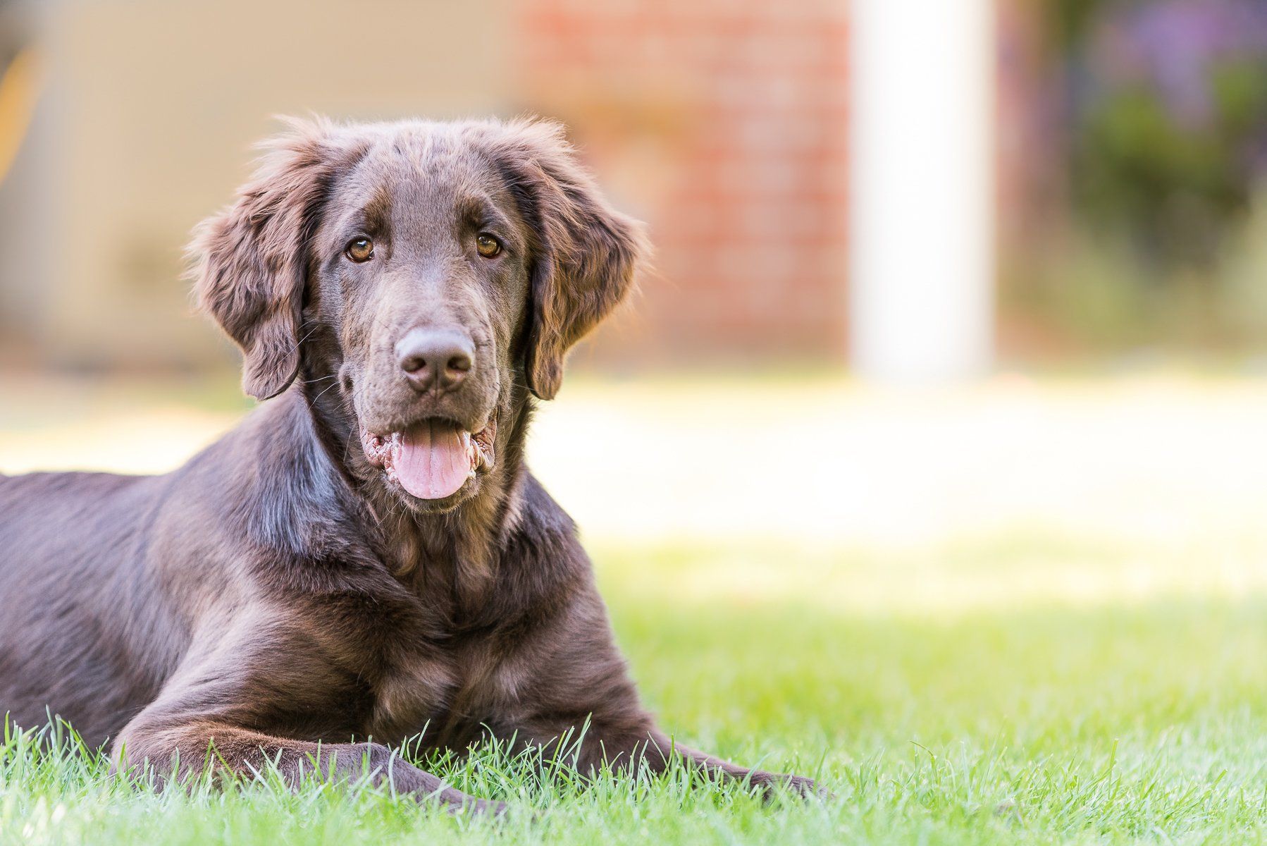 fotogebell.de, Carsten Pöhler, Hundefotografie, Hund, Fotograf Münster, Flatcoated Retriever,