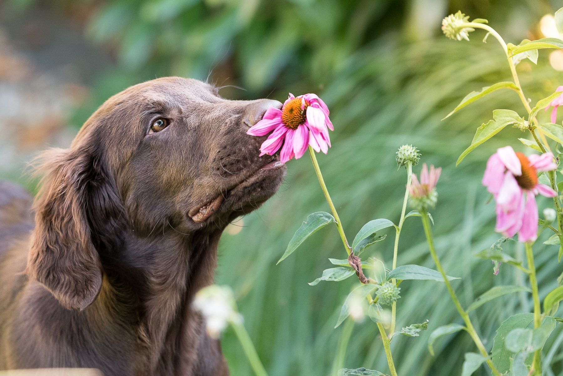 fotogebell.de, Carsten Pöhler, Hundefotografie, Hundefotograf, Flatcoated Retriever, Welpe, Fotografie Münster