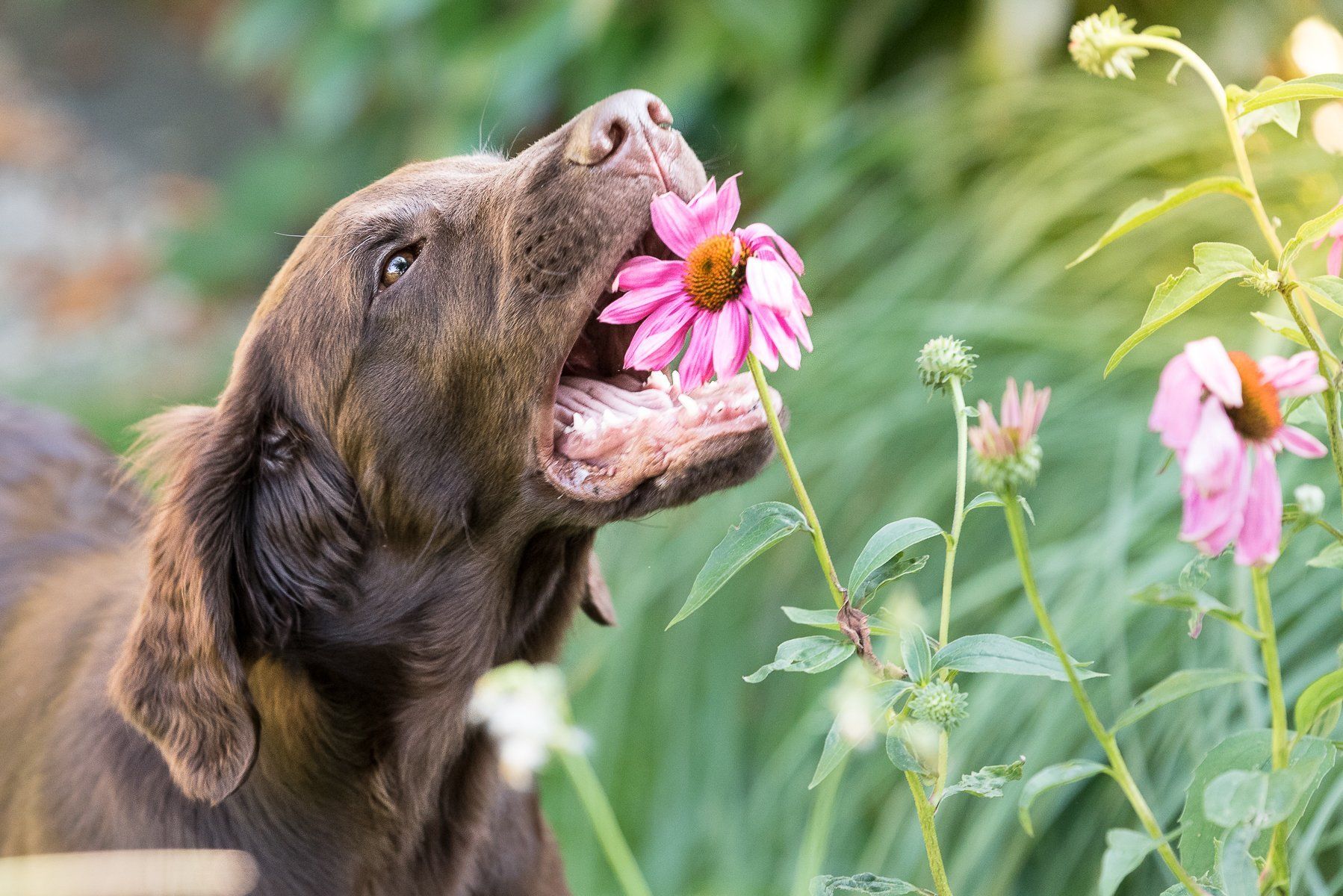 fotogebell.de, Carsten Pöhler, Hundefotografie, Hundefotograf, Flatcoated Retriever, Welpe, Fotografie Münster
