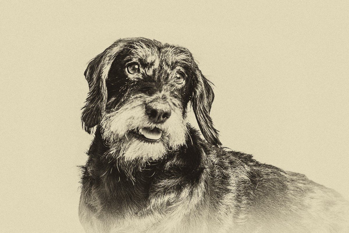 fotogebell.de, Carsten Pöhler, Hundefotografie, Hundefotograf, Dackel, Rauhaardackel, Fotografie Münster