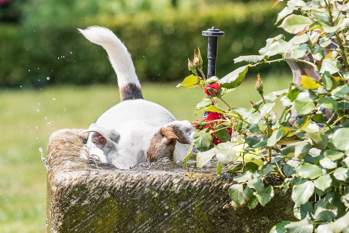fotogebell.de, Carsten Pöhler, Hundefotografie, Hundefotograf, Fotografie Münster