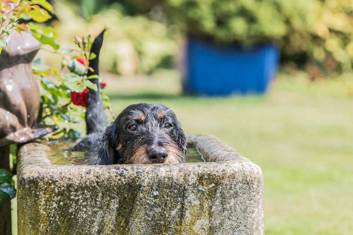 fotogebell.de, Carsten Pöhler, Hundefotografie, Hundefotograf, Dackel, Rauhaardackel, Fotografie Münster