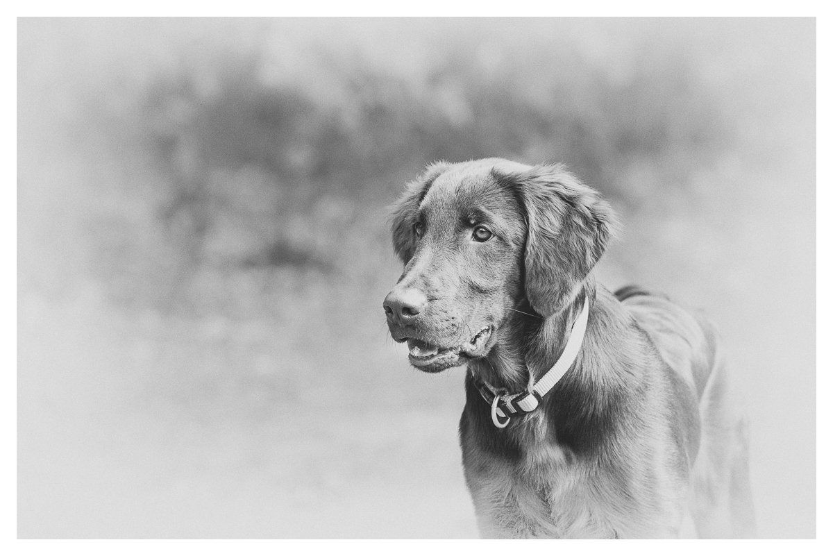 Bruno, Flatcoated Retriever, fotogebell.de, Hundefotografie, Hundefotograf, Carsten Pöhler, Münster