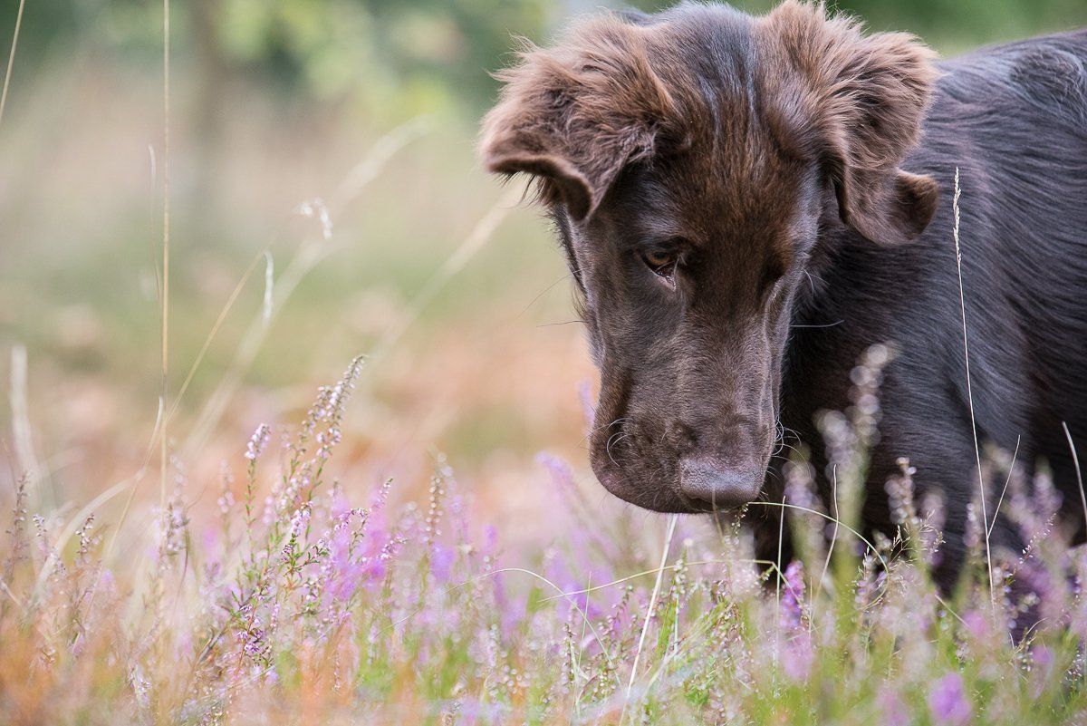 Bruno, Flatcoated Retriever, fotogebell.de, Hundefotografie, Hundefotograf, Carsten Pöhler, Münster