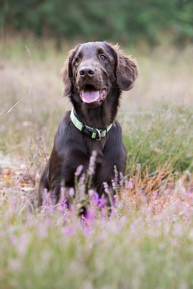 fotogebell.de, Hundefotografie, Hundefotograf, Carsten Pöhler, Flatcoated Retriever, Bruno