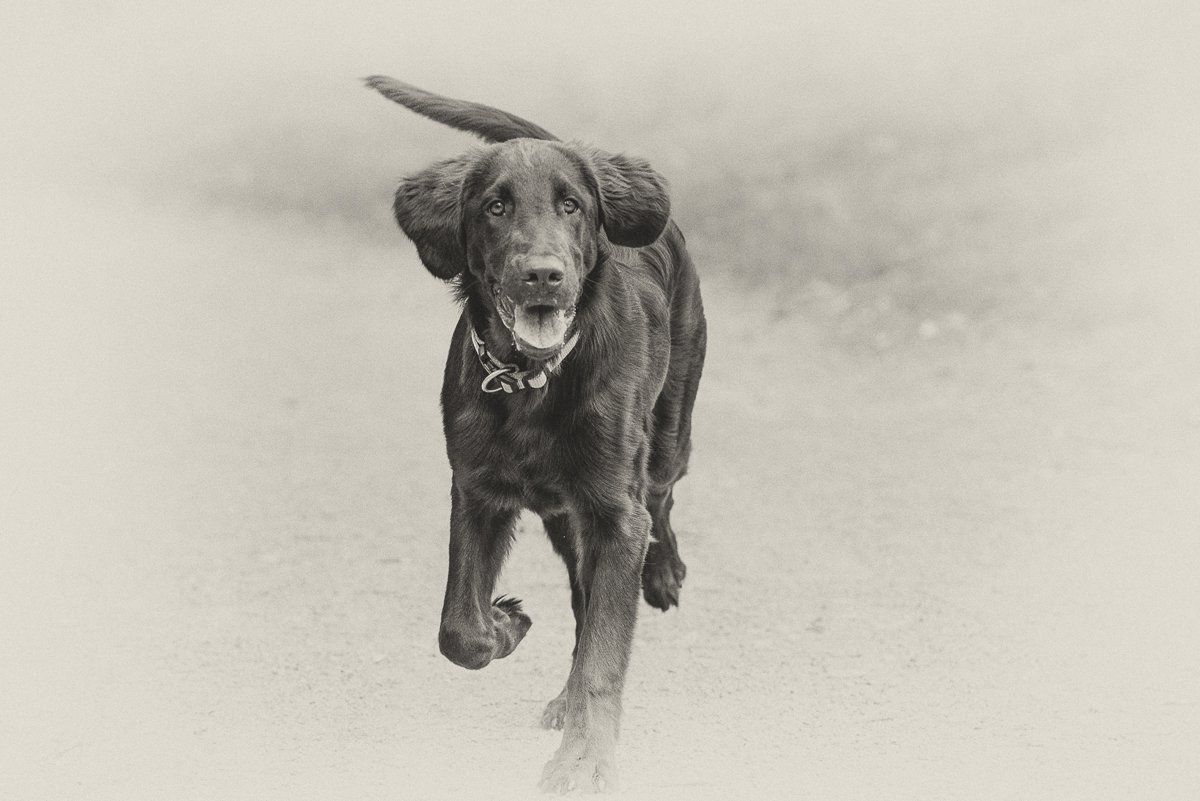 fotogebell.de, Hundefotografie, Hundefotograf, Carsten Pöhler, Flatcoated Retriever, Bruno