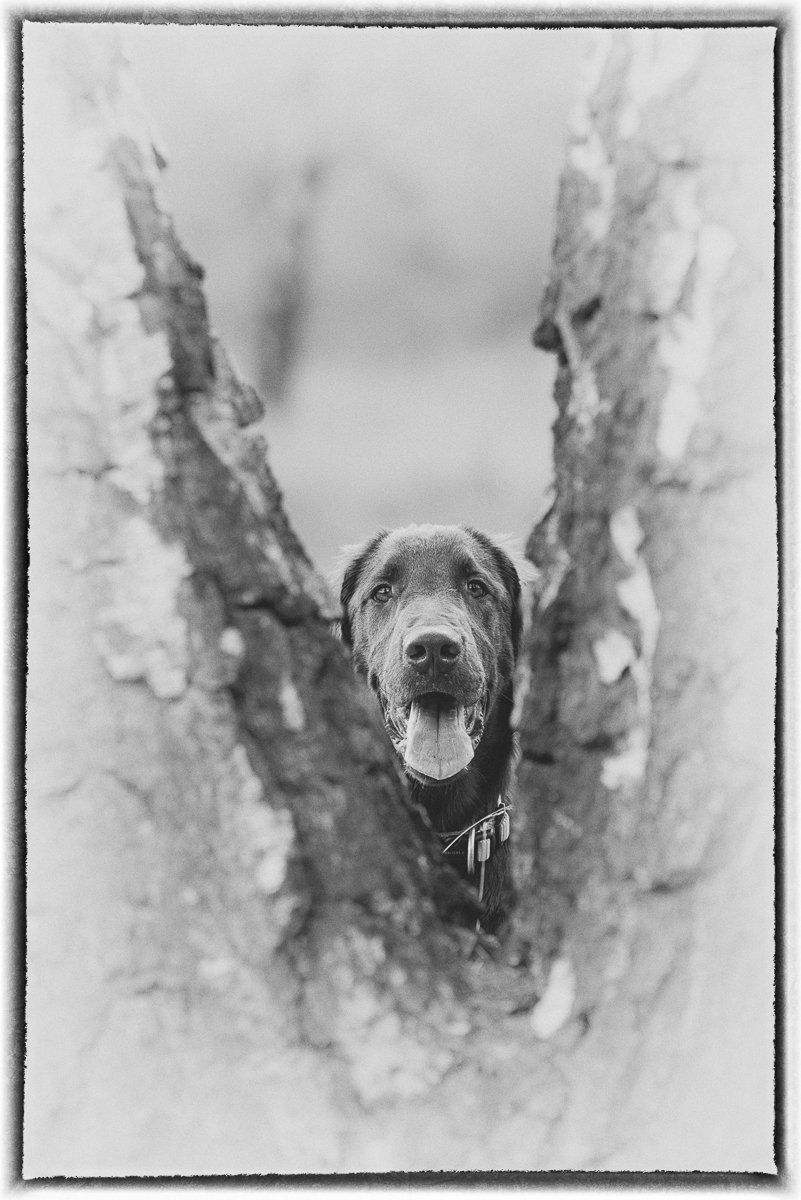 fotogebell.de, Hundefotografie, Hundefotograf, Carsten Pöhler, Flatcoated Retriever, Bruno