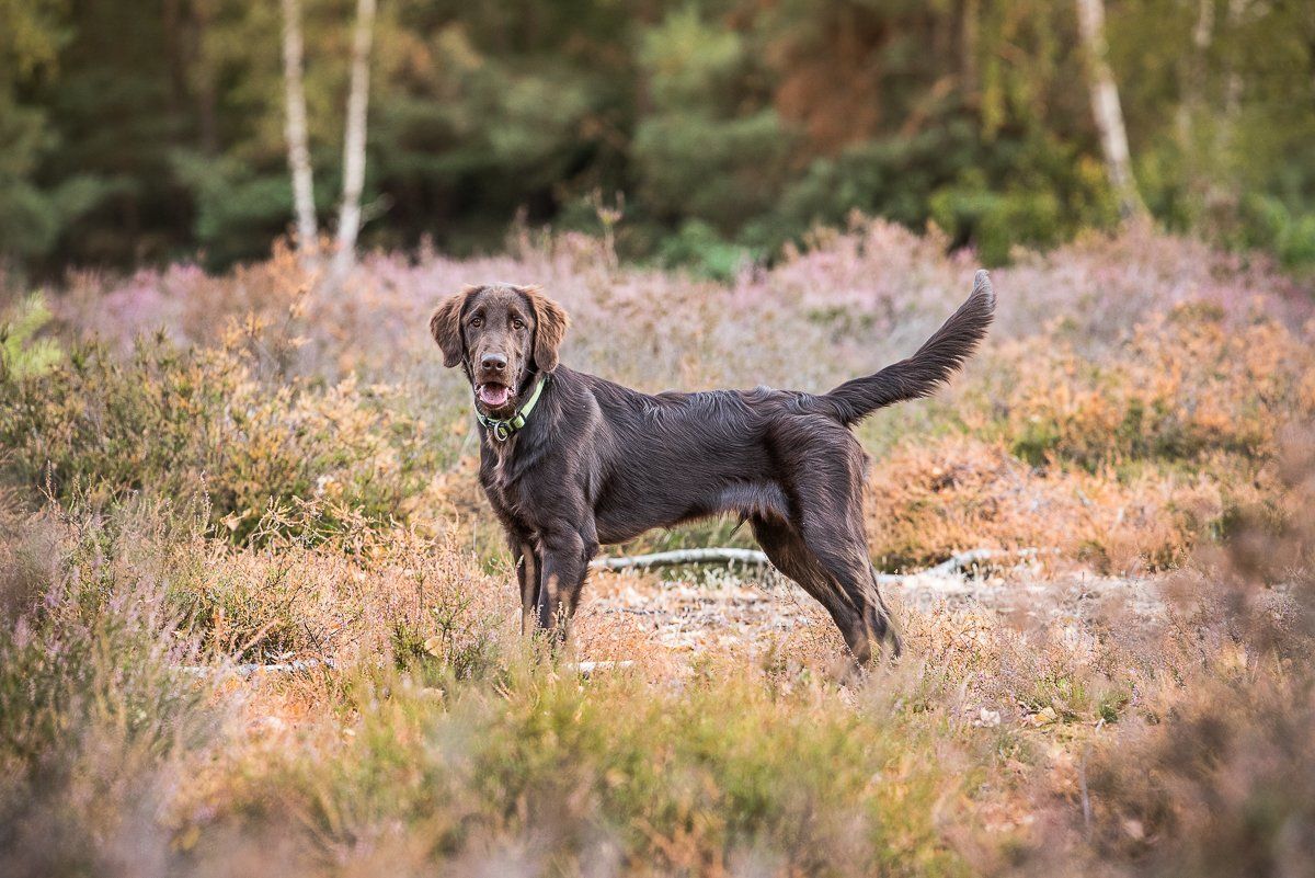 Bruno, fotogebell.de, Hundefotografie, Hundefotograf, Carsten Pöhler, Münster, Fotografie, Fotograf, Flatcoated Retriever