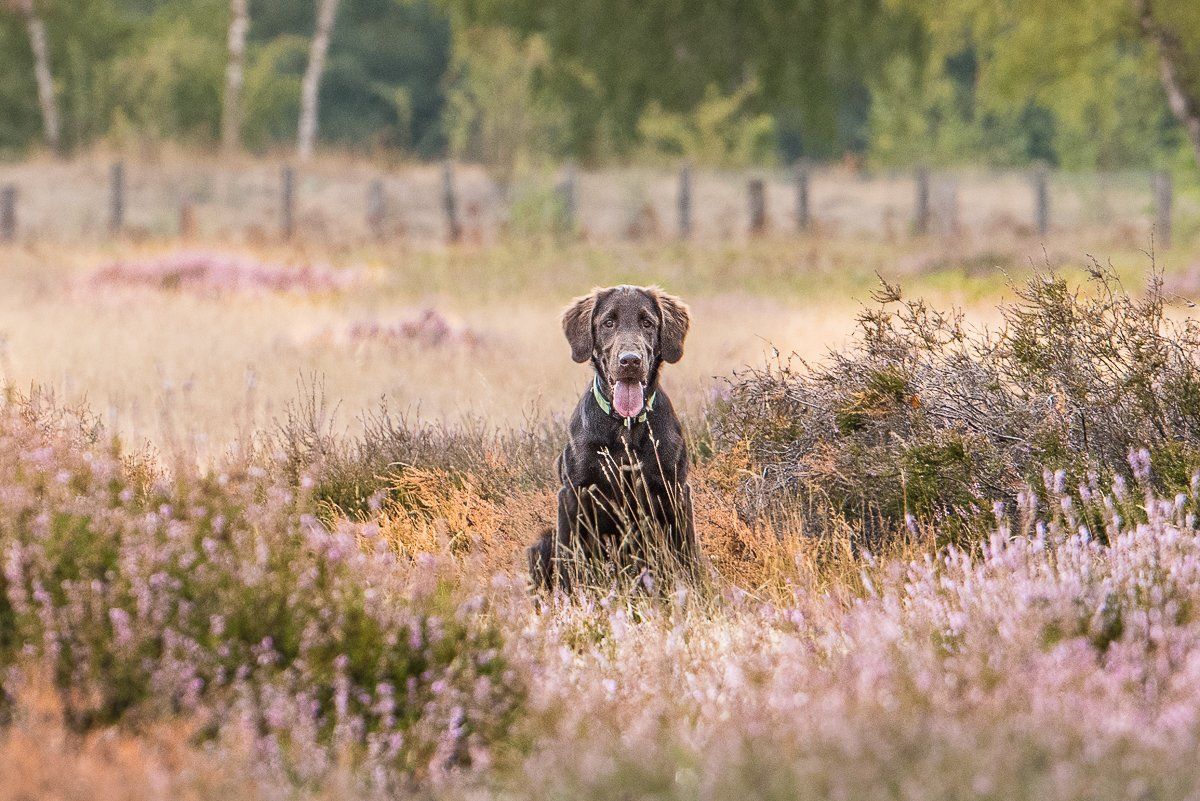 Bruno, Flatcoated Retriever, fotogebell.de, Hundefotografie, Hundefotograf, Carsten Pöhler, Münster
