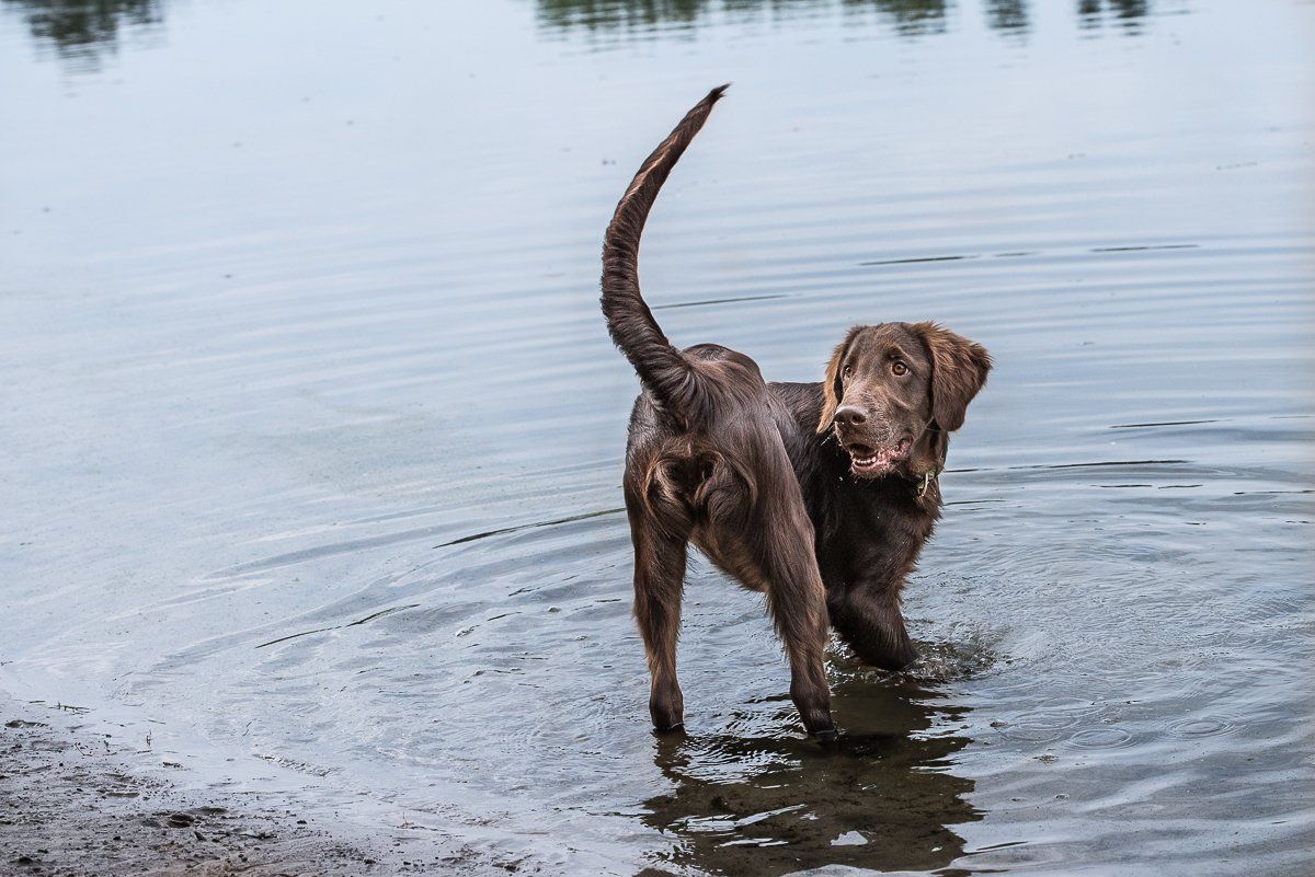Bruno, Flatcoated Retriever, fotogebell.de, Hundefotografie, Hundefotograf, Carsten Pöhler, Münster