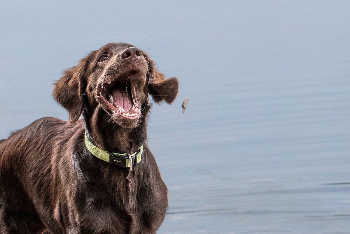 fotogebell.de, Hundefotografie, Hundefotograf, Carsten Pöhler, Flatcoated Retriever, Bruno