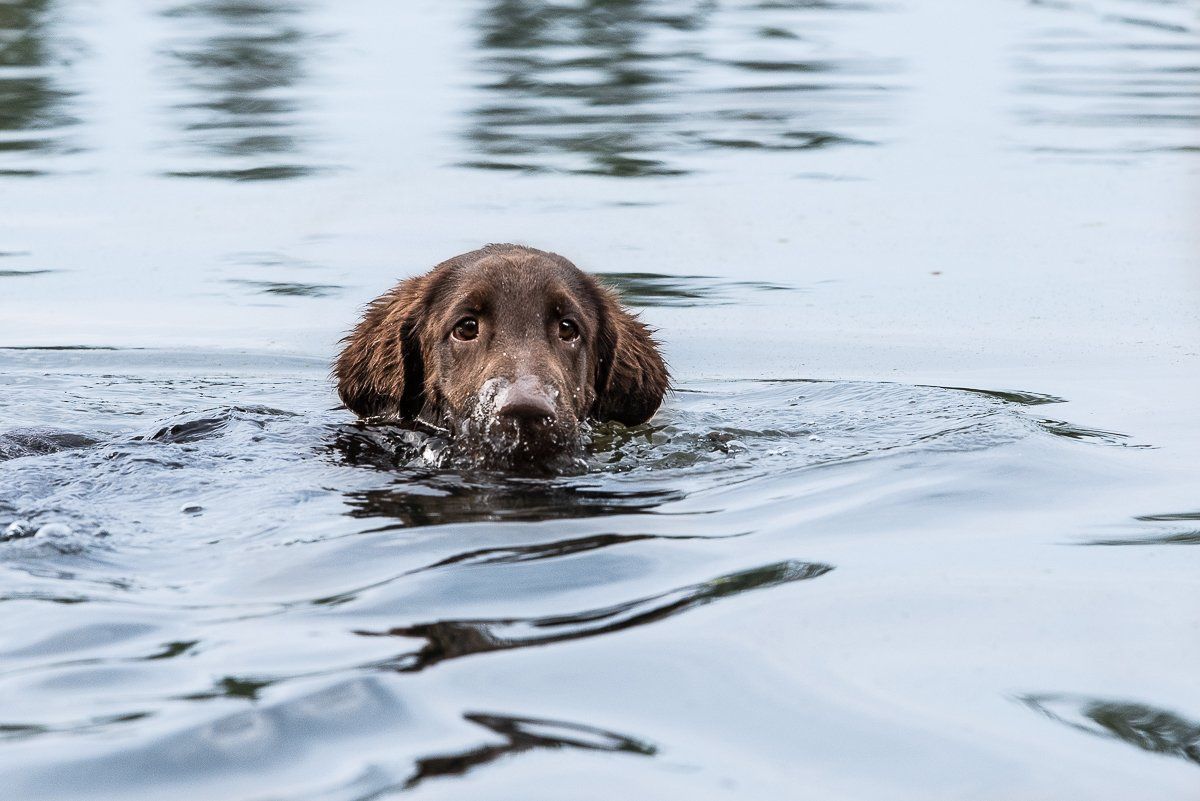 Bruno, Flatcoated Retriever, fotogebell.de, Hundefotografie, Hundefotograf, Carsten Pöhler, Münster