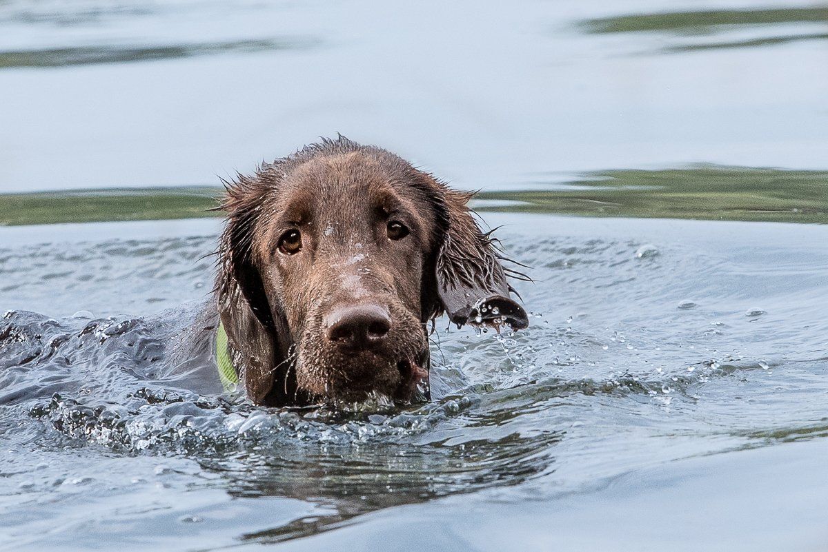 fotogebell.de, Hundefotografie, Hundefotograf, Carsten Pöhler, Flatcoated Retriever, Bruno