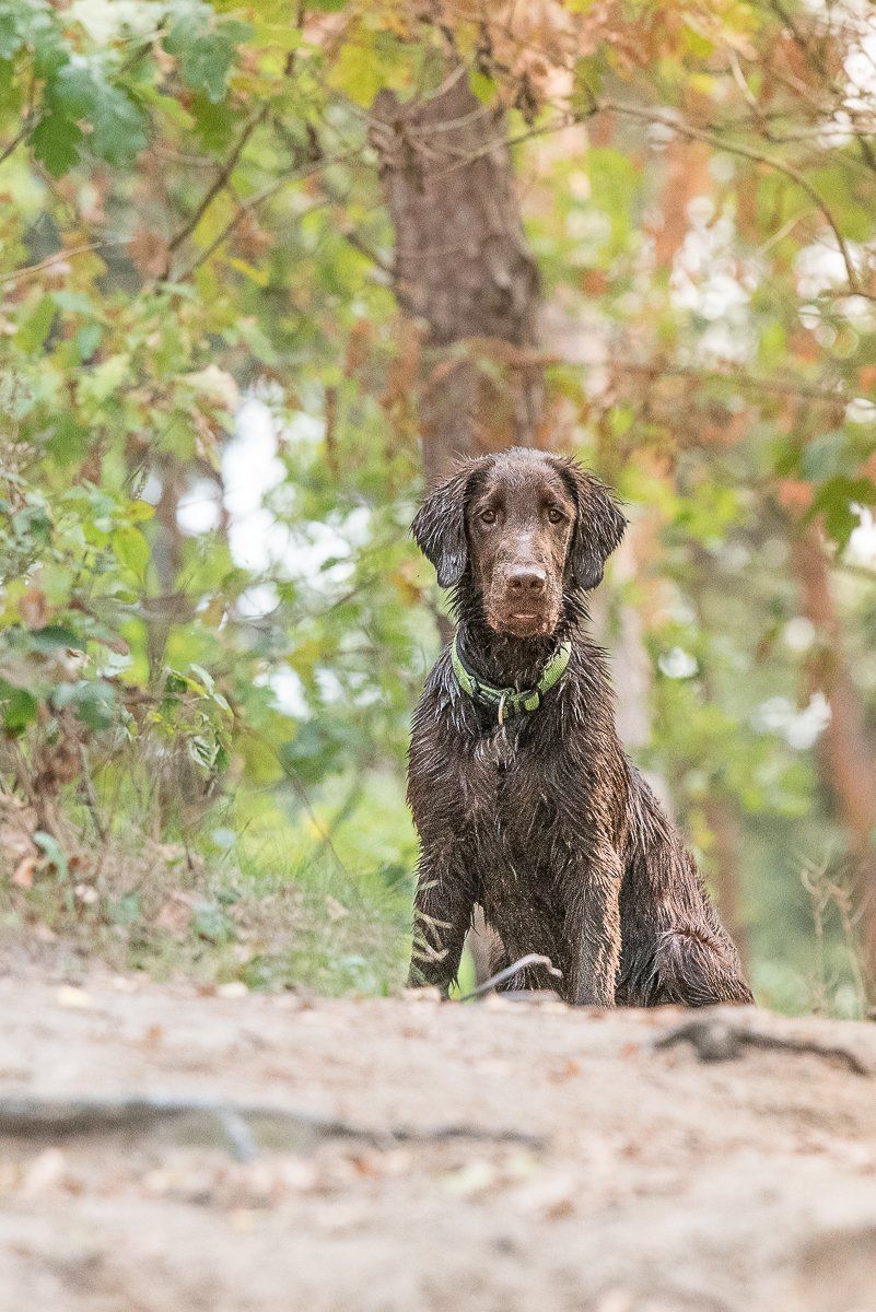 Bruno, Flatcoated Retriever, fotogebell.de, Hundefotografie, Hundefotograf, Carsten Pöhler, Münster