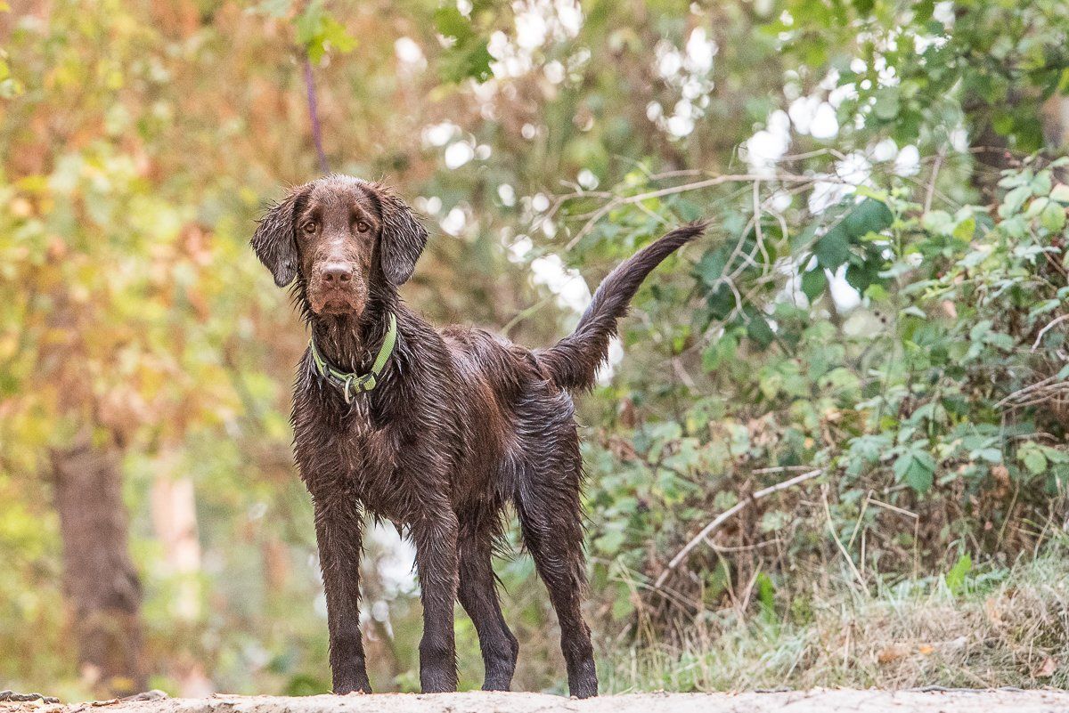 fotogebell.de, Hundefotografie, Hundefotograf, Carsten Pöhler, Flatcoated Retriever, Bruno