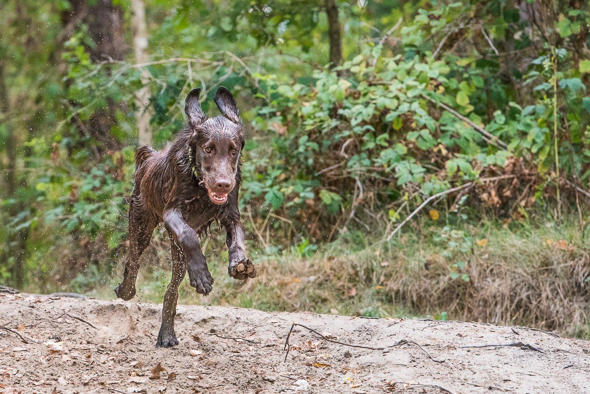 Bruno, Flatcoated Retriever, fotogebell.de, Hundefotografie, Hundefotograf, Carsten Pöhler, Münster