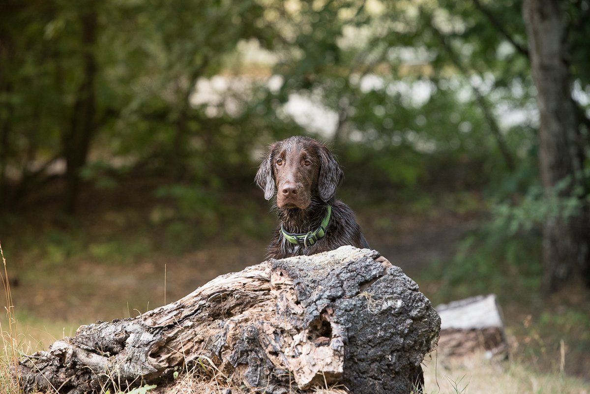 Bruno, Flatcoated Retriever, fotogebell.de, Hundefotografie, Hundefotograf, Carsten Pöhler, Münster