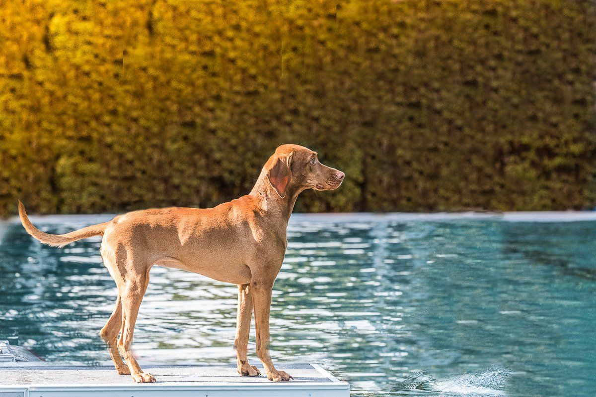 fotogebell.de, Hundefotografie, Hundefotograf, Carsten Pöhler, Hundeschwimmen