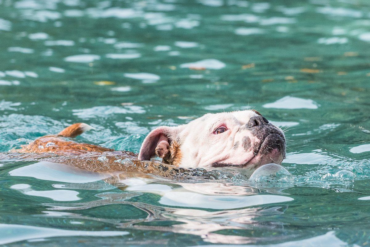fotogebell.de, Hundefotografie, Hundefotograf, Carsten Pöhler, Hundeschwimmen
