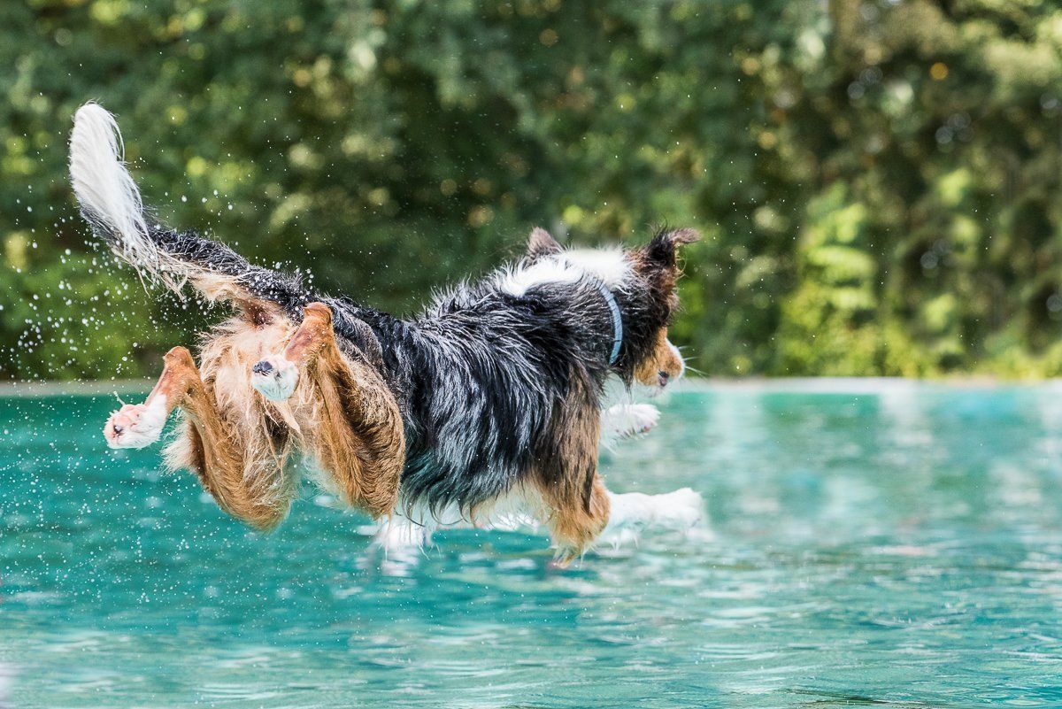 fotogebell.de, Hundefotografie, Hundefotograf, Carsten Pöhler, Hundeschwimmen