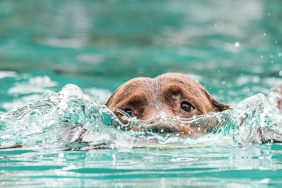 fotogebell.de, Hundefotografie, Hundefotograf, Carsten Pöhler, Hundeschwimmen